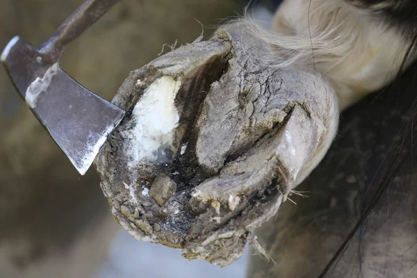 Foto de primer plano de los cascos de un caballo de silla de montar en la granja de animales en rura — Foto de Stock