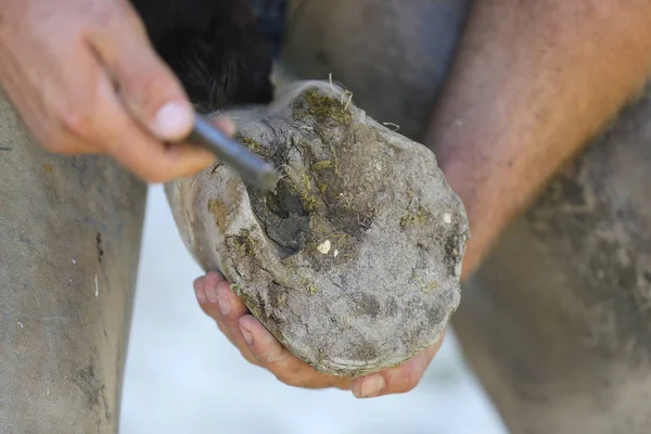 Foto de primer plano de los cascos de un caballo de silla de montar en la granja de animales en rura — Foto de Stock