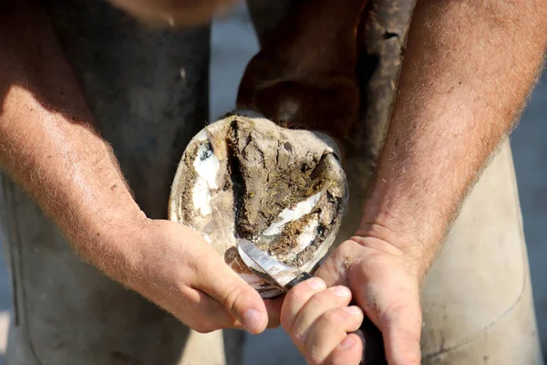 Foto de primer plano de los cascos de un caballo de silla de montar en la granja de animales en rura — Foto de Stock