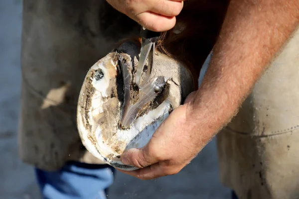 Foto de primer plano de cascos de un caballo de silla de montar en la granja de animales — Foto de Stock