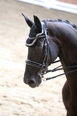 Spor at kafası, Hipodrom üzerinde yakın çekim 