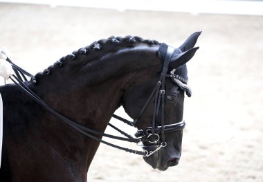 Spor at kafası, Hipodrom üzerinde yakın çekim 