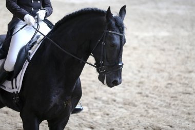 Spor at kafası, Hipodrom üzerinde yakın çekim 