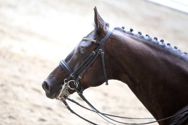 Spor at kafası, Hipodrom üzerinde yakın çekim 
