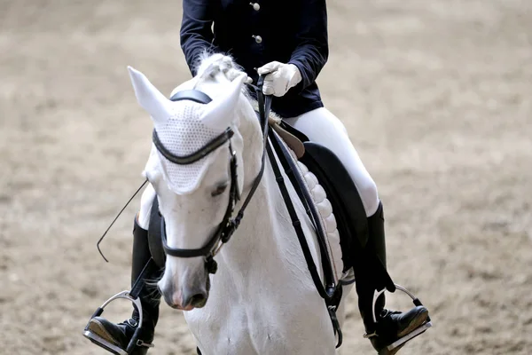 Cabeza de caballo deportivo disparada de cerca en el hipódromo — Foto de Stock