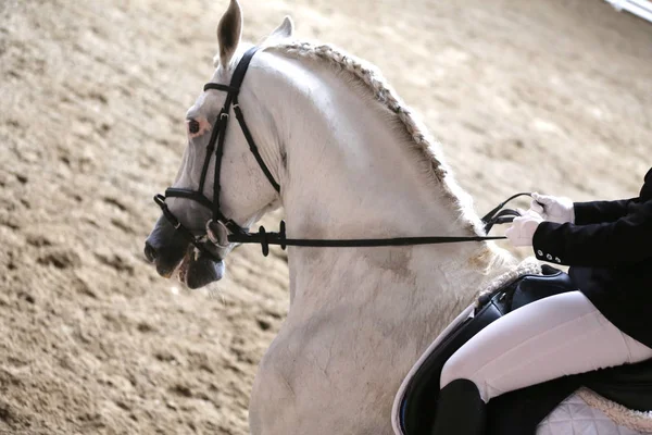 Cabeza de caballo deportivo disparada de cerca en el hipódromo —  Fotos de Stock