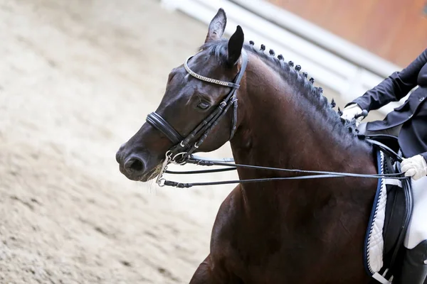 Cabeza de caballo deportivo disparada de cerca en el hipódromo — Foto de Stock