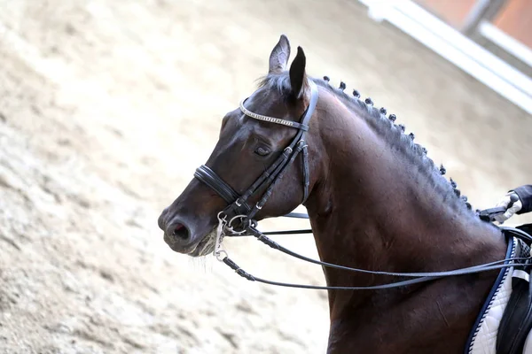 Esporte cavalo cabeça tiro de perto na pista — Fotografia de Stock