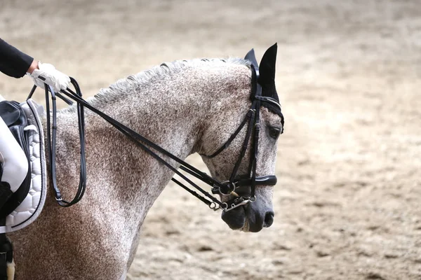 Spor at kafası, Hipodrom üzerinde yakın çekim 
