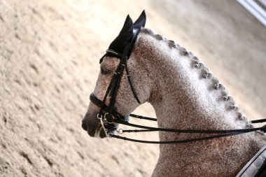 Spor at kafası, Hipodrom üzerinde yakın çekim 