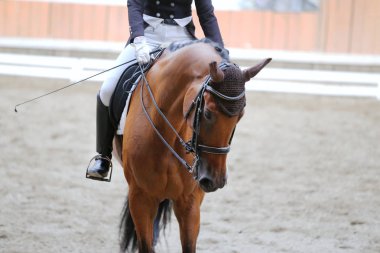 Spor at kafası, Hipodrom üzerinde yakın çekim 