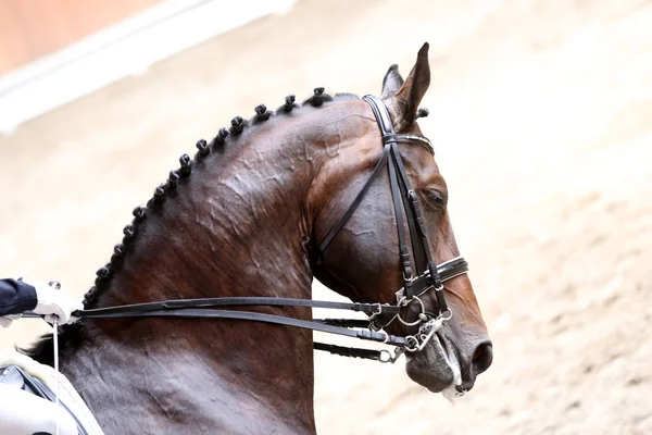 Tête de cheval de sport prise de vue de près sur l'hippodrome — Photo