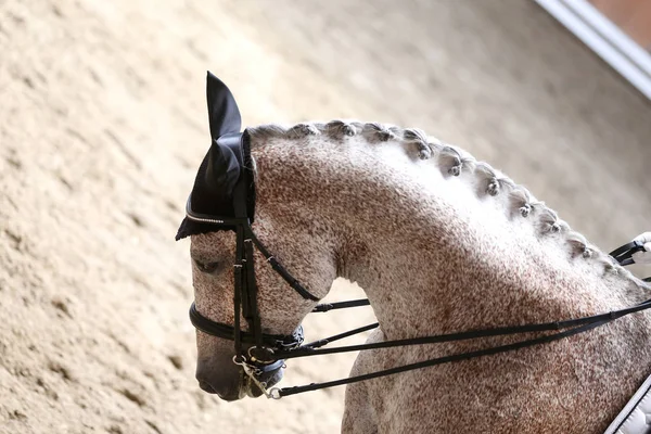 Sportowa głowa konia strzał z bliska na torze wyścigowych — Zdjęcie stockowe