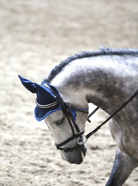 Esporte cavalo cabeça tiro de perto na pista — Fotografia de Stock