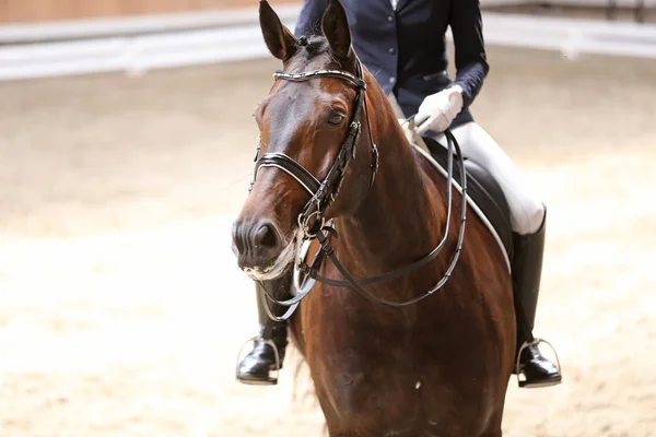 Cabeza de caballo deportivo disparada de cerca en el hipódromo — Foto de Stock