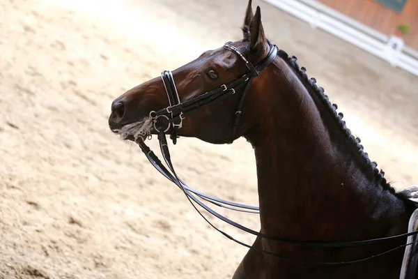 Спортивна голова коня, знята крупним планом на гоночному курсі — стокове фото