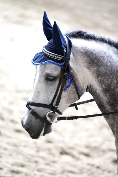 Tête de cheval de sport prise de vue de près sur l'hippodrome — Photo