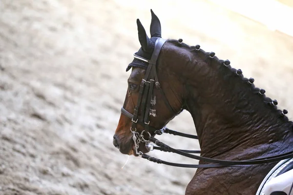 Спортивна голова коня, знята крупним планом на гоночному курсі — стокове фото