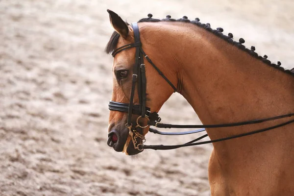 Cabeza de caballo deportivo disparada de cerca en el hipódromo — Foto de Stock