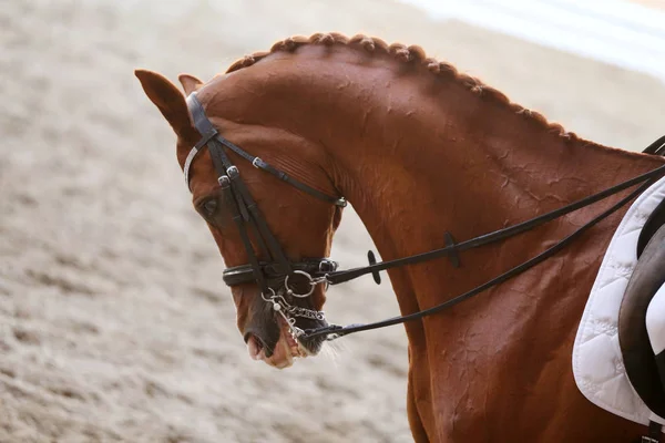 Esporte cavalo cabeça tiro de perto na pista — Fotografia de Stock