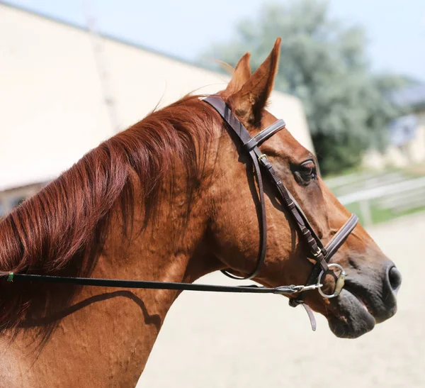 Vacker ung sport häst galopp under träning utomhus — Stockfoto