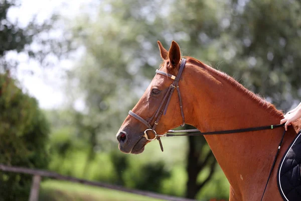 Красива молода спортивна конячка під час тренувань на відкритому повітрі — стокове фото
