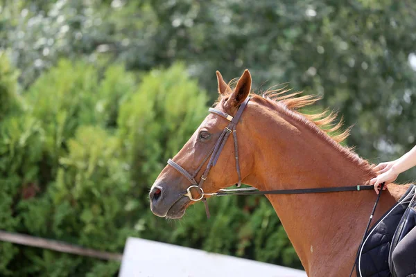 Bonito jovem esporte cavalo canter durante o treinamento ao ar livre — Fotografia de Stock