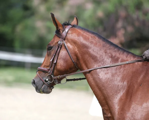 Bella giovane cavallo sportivo canter durante l'allenamento all'aperto — Foto Stock