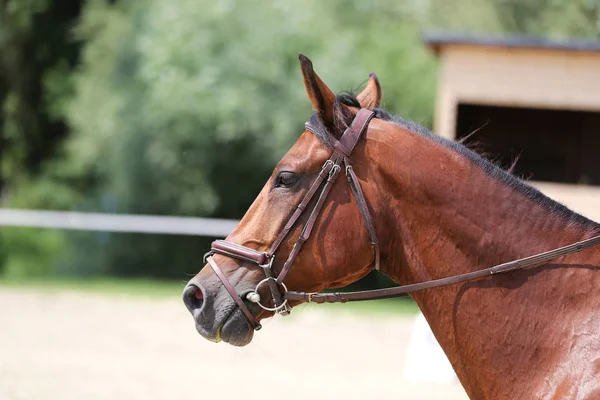 Hermoso galpón joven caballo deportivo durante el entrenamiento al aire libre — Foto de Stock