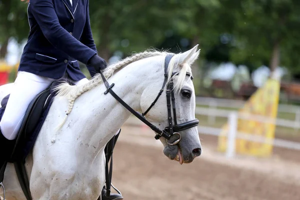 Hermoso galpón joven caballo deportivo durante el entrenamiento al aire libre — Foto de Stock