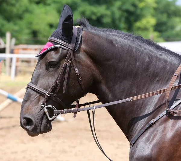 Bonito jovem esporte cavalo canter durante o treinamento ao ar livre — Fotografia de Stock