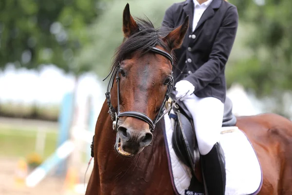 Vacker ung sport häst galopp under träning utomhus — Stockfoto