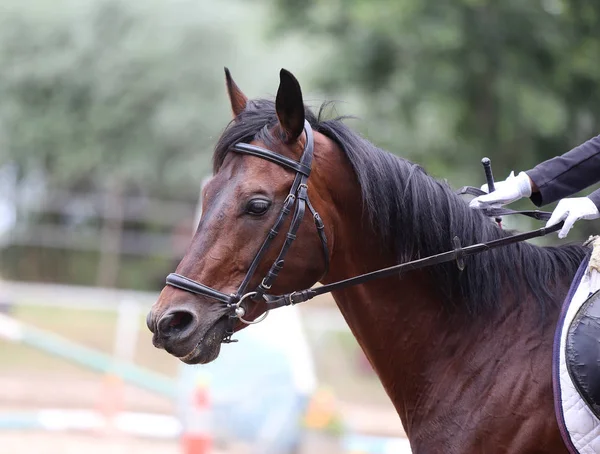 Hermoso galpón joven caballo deportivo durante el entrenamiento al aire libre — Foto de Stock