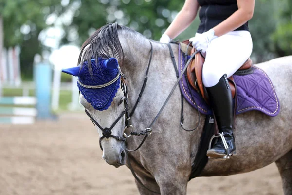 Hermoso galpón joven caballo deportivo durante el entrenamiento al aire libre — Foto de Stock