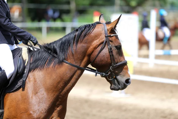 Hermoso galpón joven caballo deportivo durante el entrenamiento al aire libre — Foto de Stock