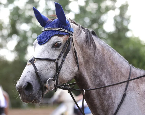 Beau jeune cheval de sport canter pendant l'entraînement en plein air — Photo