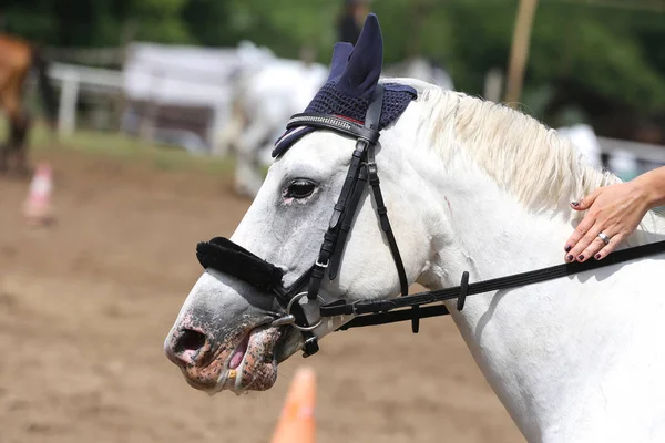 Beautiful young sport horse canter during training outdoors — Stock Photo, Image