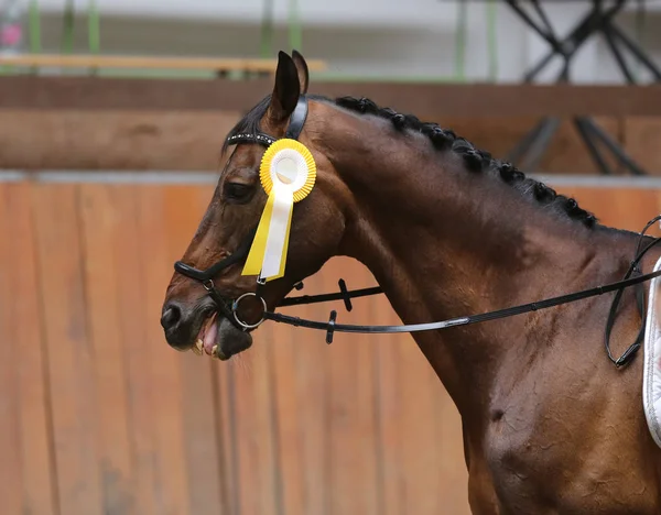 Yarış pistine kazananlar atları üzerinde gururlu rozetleri — Stok fotoğraf