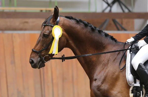 Insignes de fierté sur les chevaux gagnants sur l'hippodrome — Photo