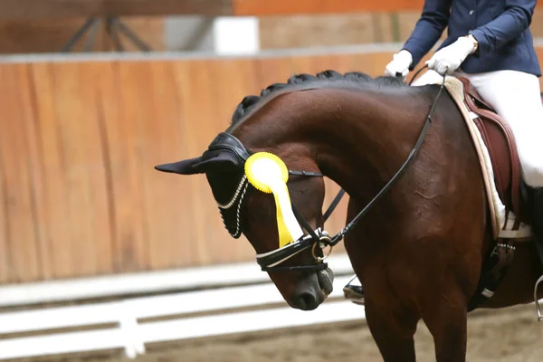 Distintivos orgulhosos nos cavalos vencedores na pista de corridas — Fotografia de Stock