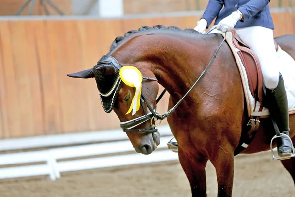 Distintivi orgogliosi sui cavalli vincitori in pista — Foto Stock