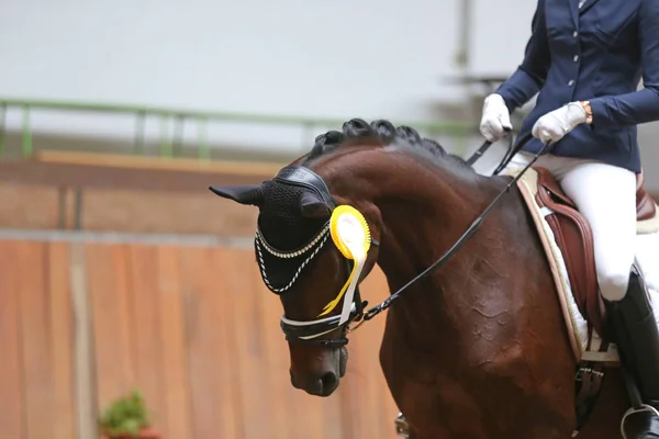 Insignias de orgullo en los caballos ganadores en el hipódromo — Foto de Stock