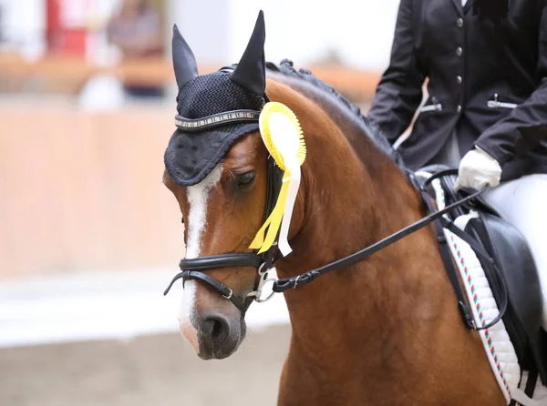 Stolt emblem på vinnarna hästar på tävlingsbanan — Stockfoto