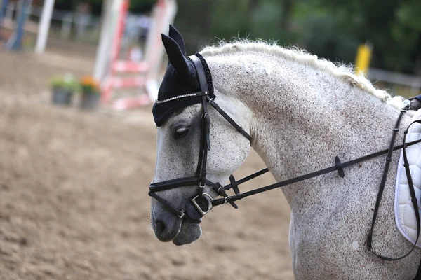 Чистая спортивная лошадь носит трофей победителя после соревнований — стоковое фото