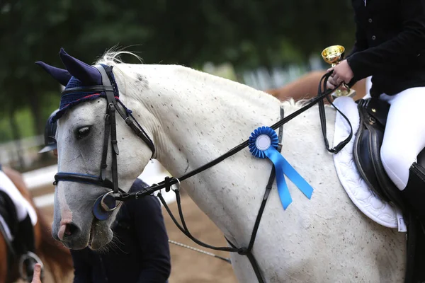Purebred sport horse wearing winners trophy after competition