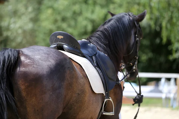 Närbild av en läder sadel för Ridsport på hästryggen — Stockfoto