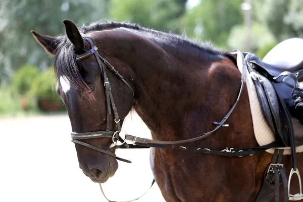 Primer plano de una silla de montar de cuero para el deporte ecuestre a caballo —  Fotos de Stock