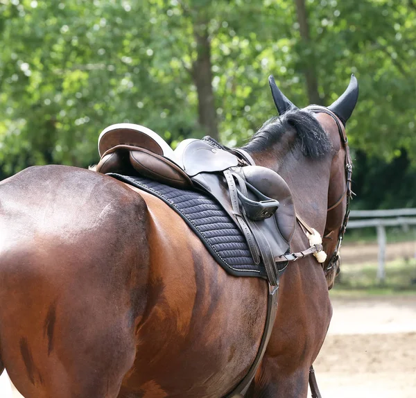 Primer plano de una silla de montar de cuero para el deporte ecuestre a caballo — Foto de Stock