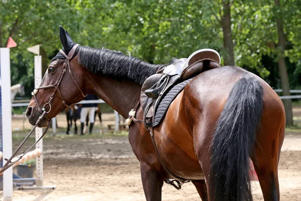 Fecho de uma sela de couro de esporte equestre a cavalo — Fotografia de Stock