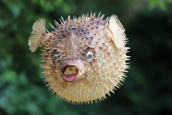 Front view of a blow fish or porcupine fish — Stock Photo, Image